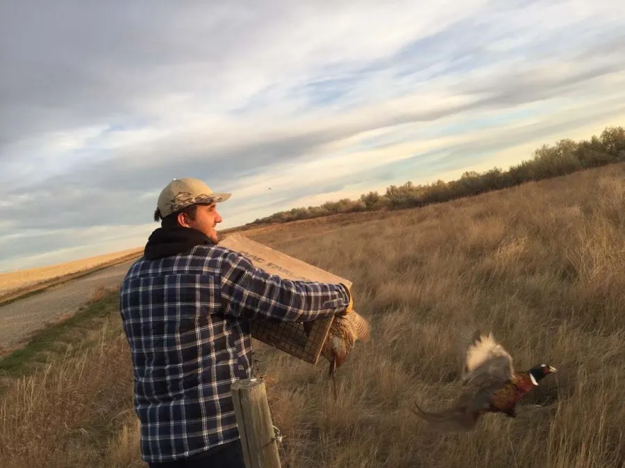 A man in a plaid shirt opens a crate and a rooster pheasant flies out over the prairie grass