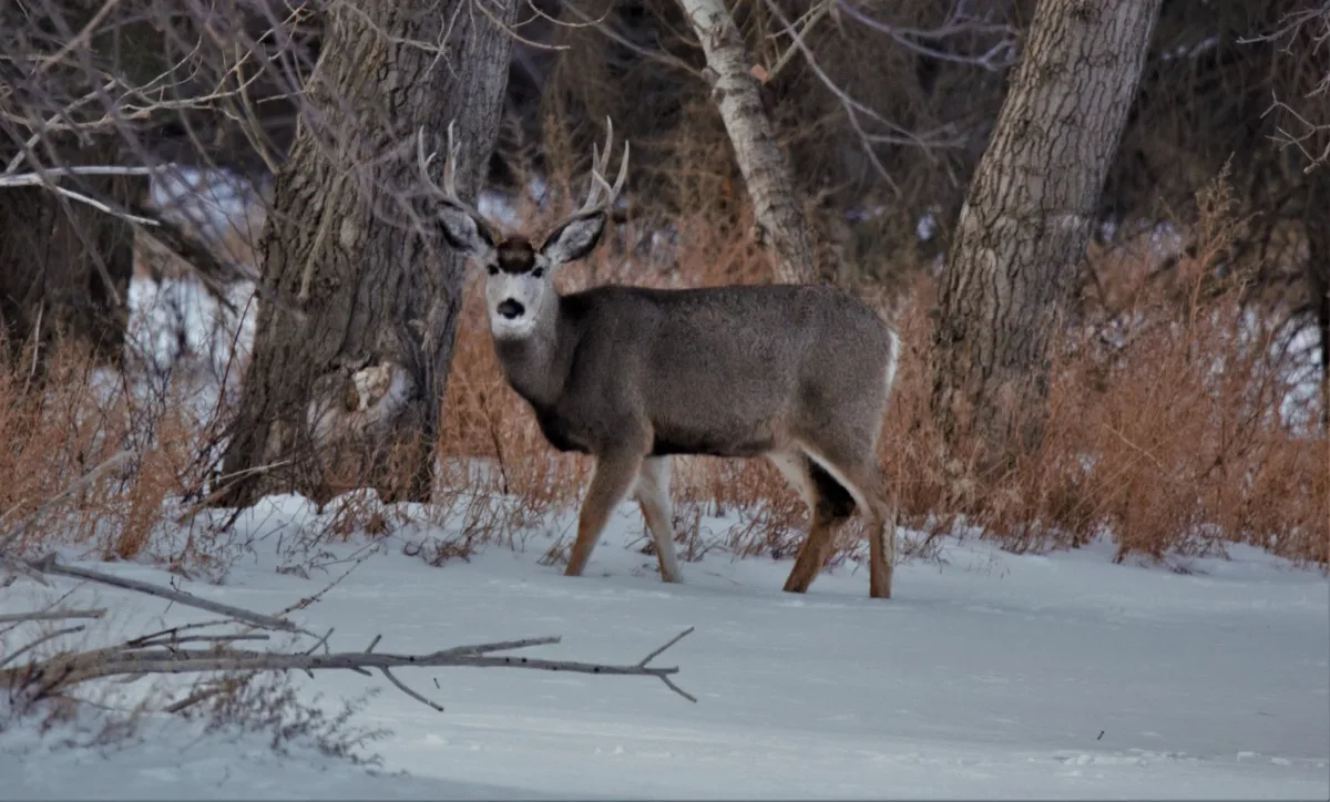 Winter on the property